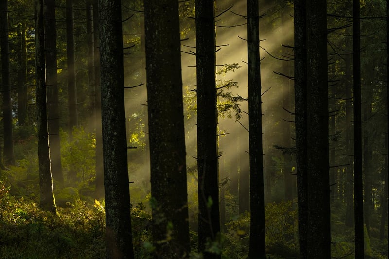 Enchanted pathways