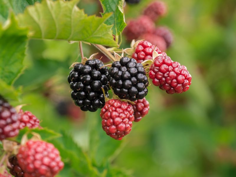 Starlight Berries