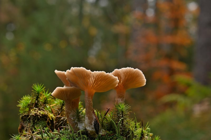 Moonbeam Mushrooms